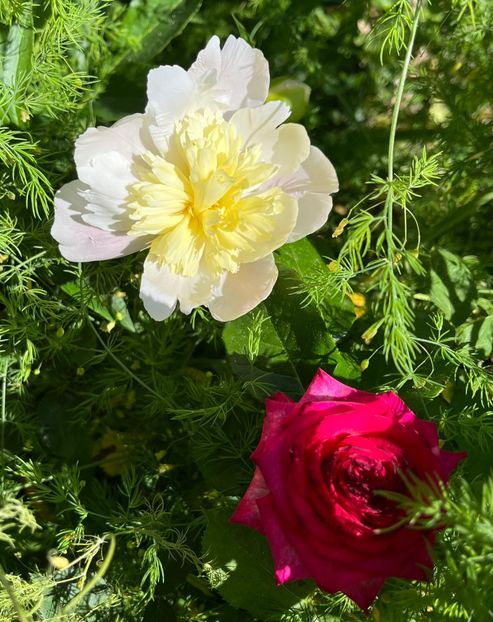 89BB3DEA-B7F1-4053-9713-E51A551F39D5 - Bujor