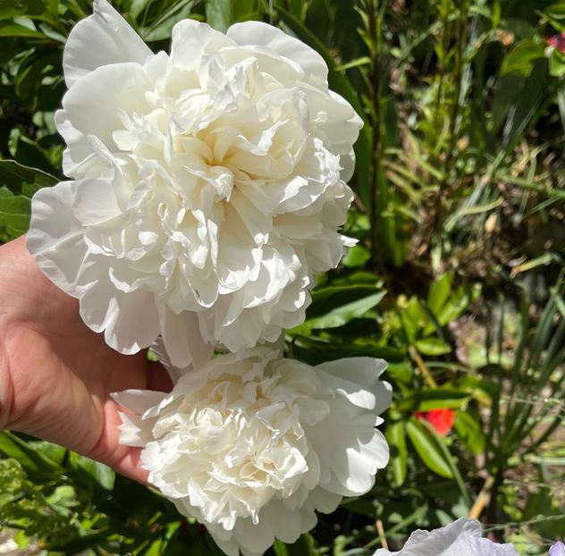 E8F702FD-63EA-457A-AB43-4CBFA89B9B65 - Bujor