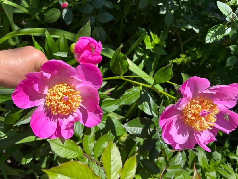 96A7F307-503E-4874-B318-443FC34DDAC0 - Bujor