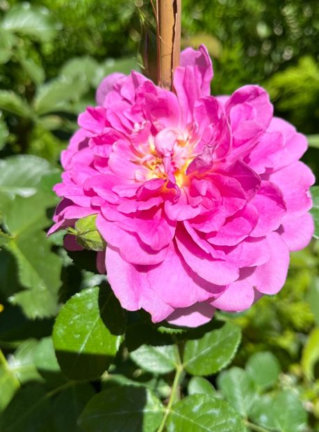 C7BC6EC0-BA49-4531-979E-0D388247DD94 - Bujor