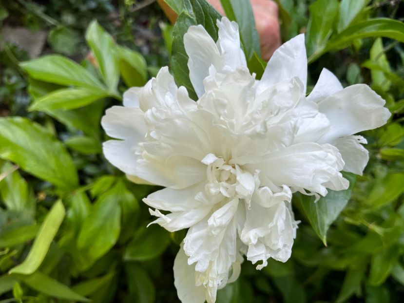 59E4349C-02CB-4E03-96CC-82BFBA63B487 - Bujor