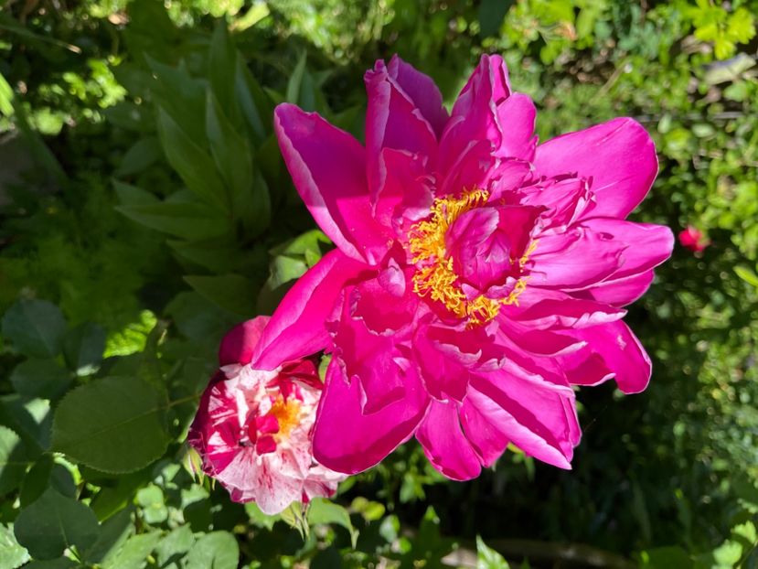 B4EB0E6D-2534-4351-BDA2-8273132B9B9A - Bujor