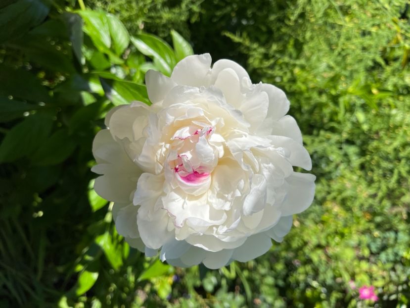 22968189-F5ED-496F-9783-92DF1F8E0205 - Bujor