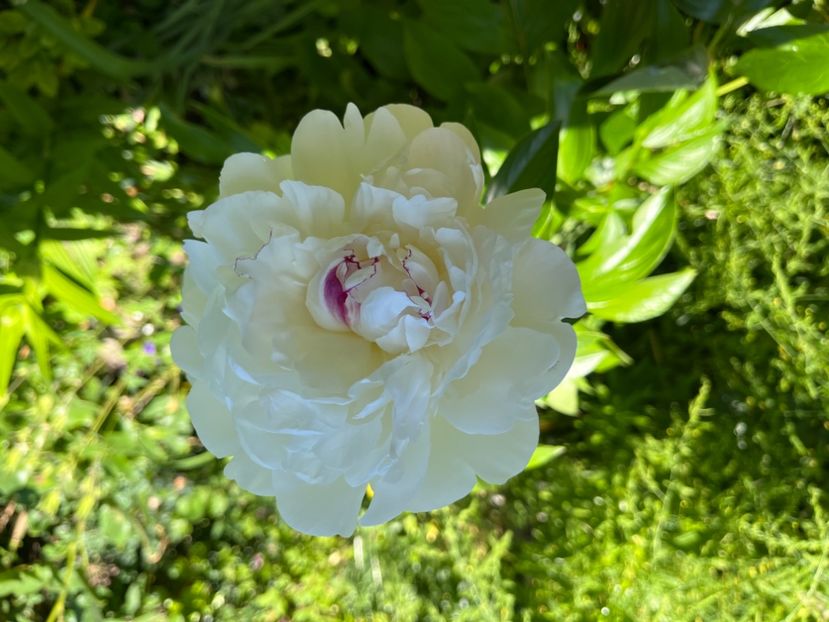 03489039-4297-404B-9811-3C9A15C413EA - Bujor