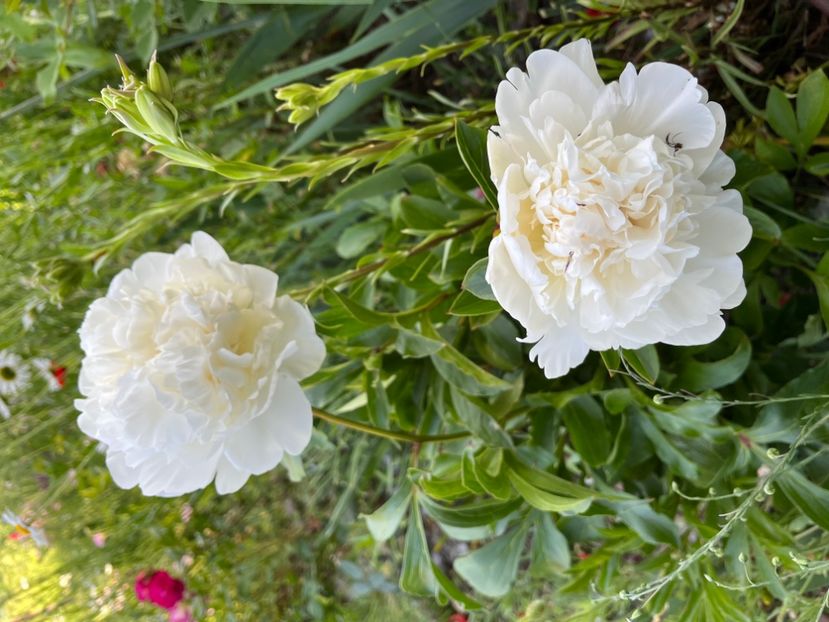 54C1982F-5EBF-4844-8855-07683674BA56 - Bujor