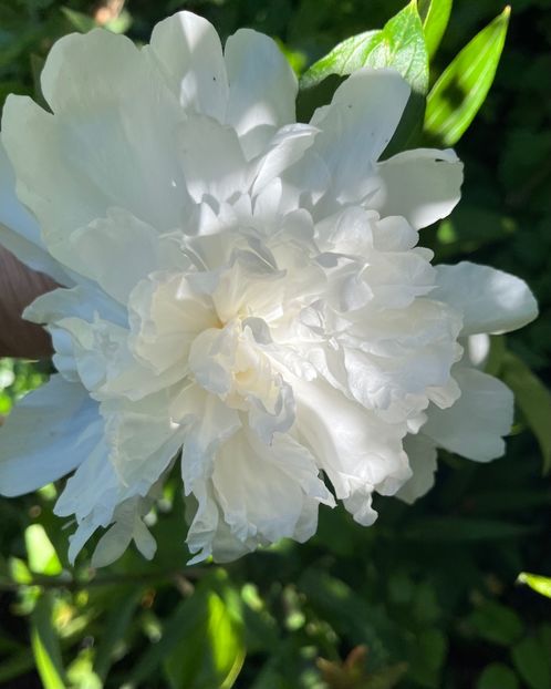 A47F2F04-5210-4A09-8B7C-9D20B347C3A2 - Bujor