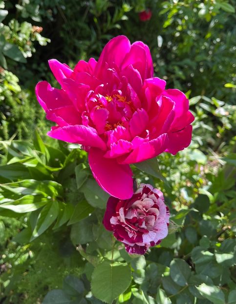 8ACE7723-A1E8-40AE-80AF-334BABF6A9BE - Bujor