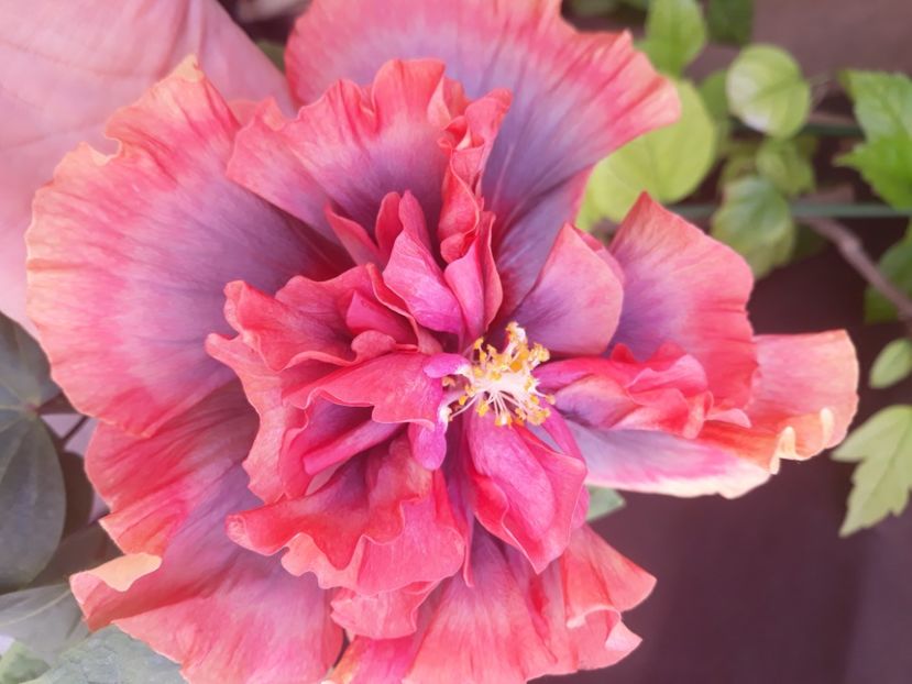  - Hibi Magical Glacier