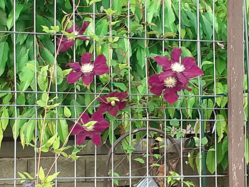  - Clematite