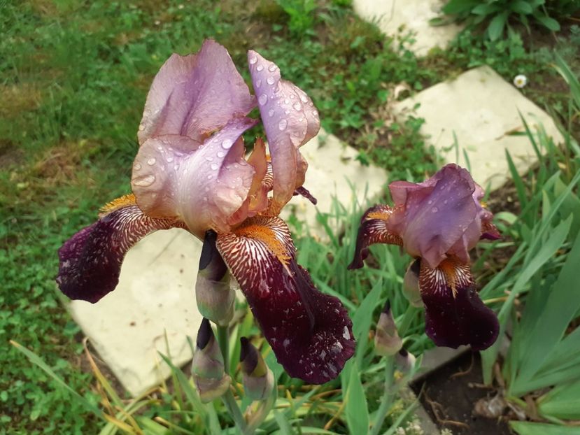 Mme Henry Cayeux - Iris 2022
