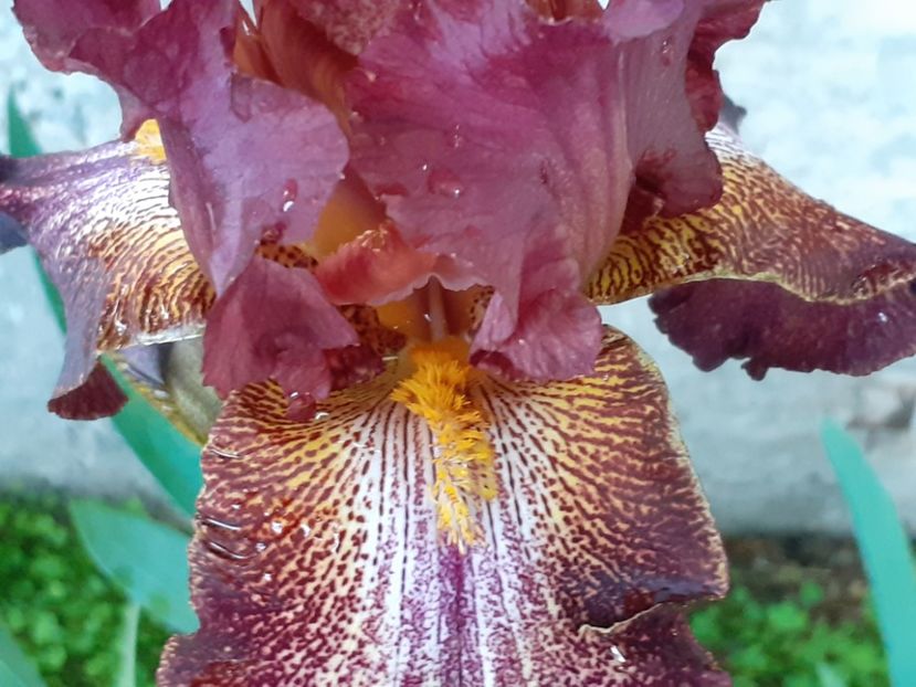 Bronco brown - Iris 2022