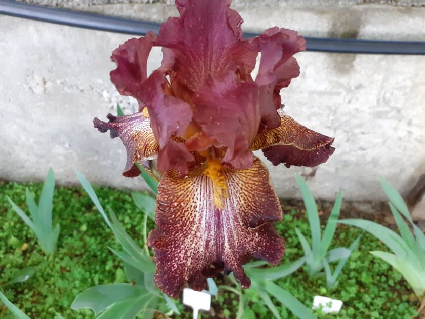 Bronco brown - Iris 2022