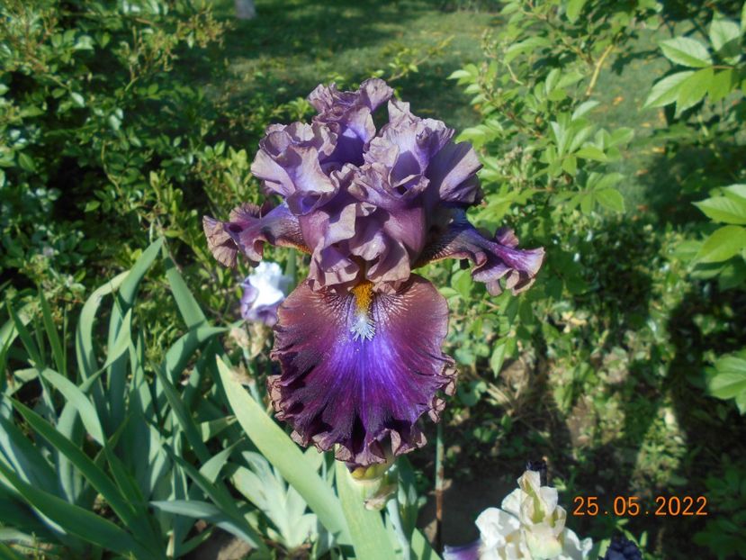 Electric candy - 02 Irisi 2022 a