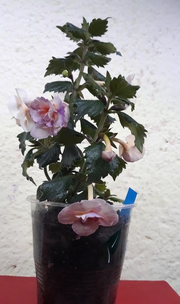  - 0001 2022 - BriD s Viktoria