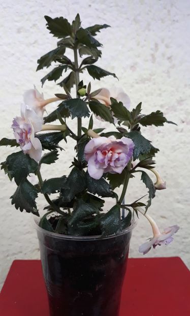  - 0001 2022 - BriD s Viktoria