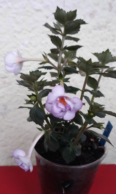  - 0001 2022 - Frumoasa necunoscuta