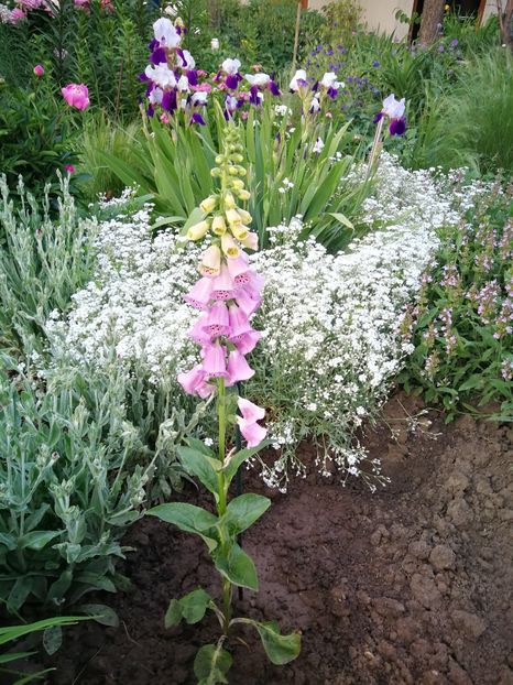  - Flori de grădină-2022