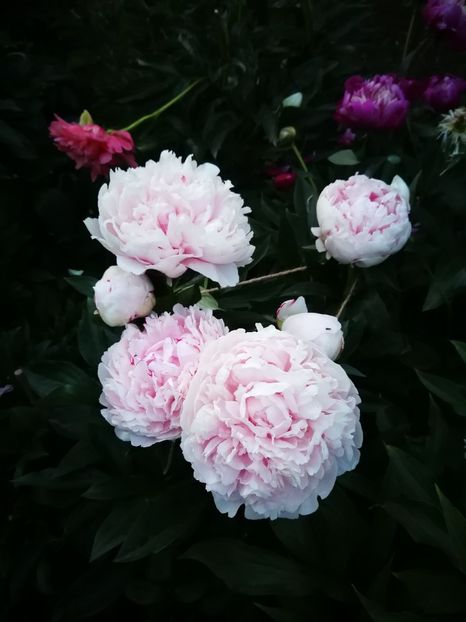  - Flori de grădină-2022