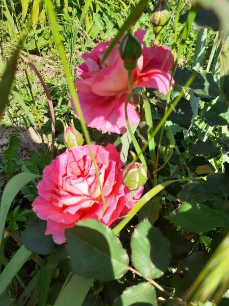  - Mai 2022 volumul 2