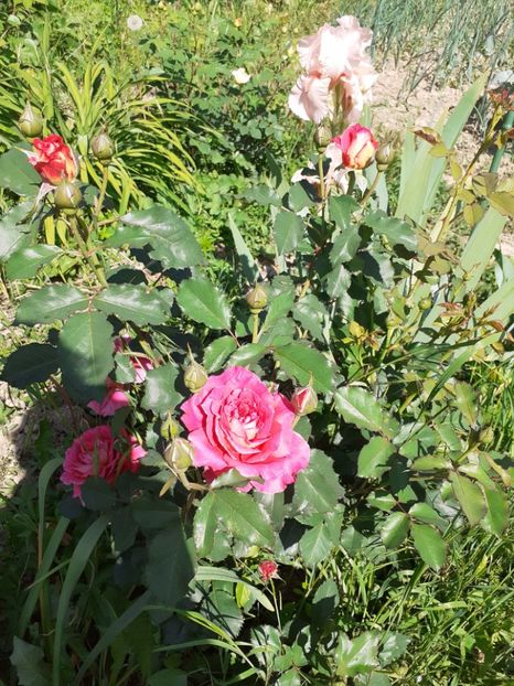  - Mai 2022 volumul 2