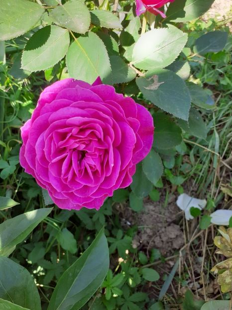  - Mai 2022 volumul 2