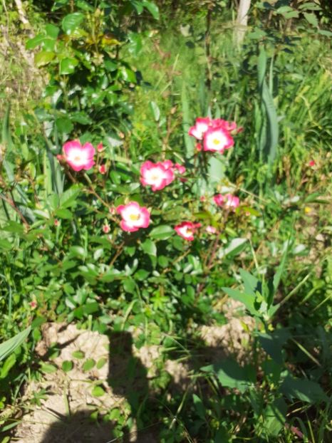  - Mai 2022 volumul 2