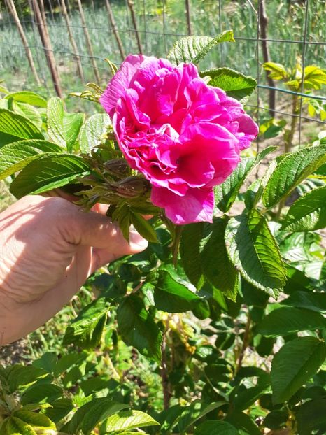  - Mai 2022 volumul 2