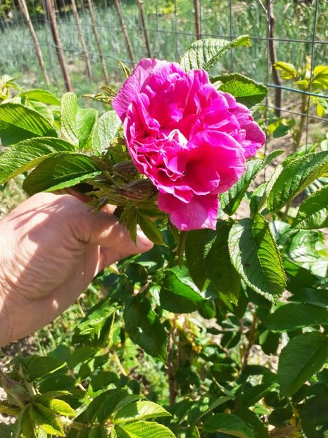  - Mai 2022 volumul 2