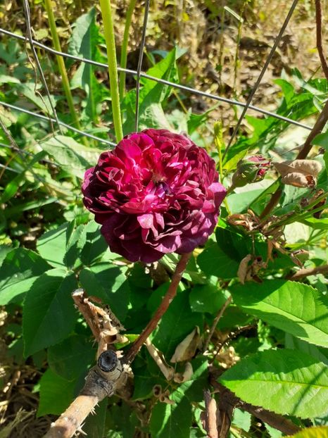  - Mai 2022 volumul 2