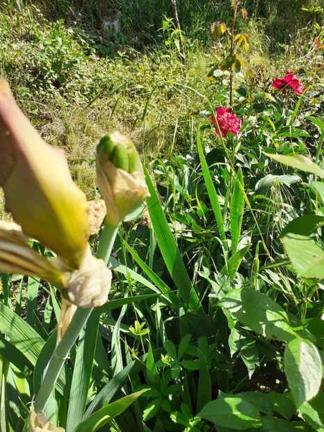  - Mai 2022 volumul 2