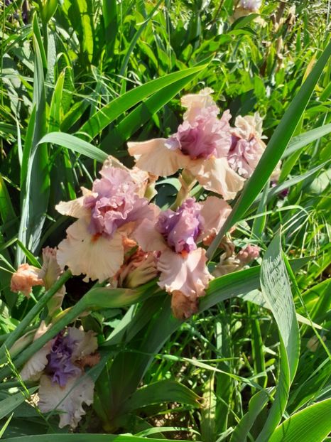  - Mai 2022 volumul 2