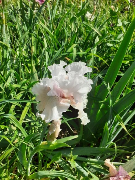  - Mai 2022 volumul 2