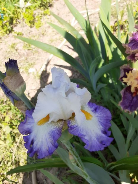  - Mai 2022 volumul 2