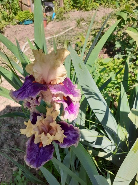  - Mai 2022 volumul 2