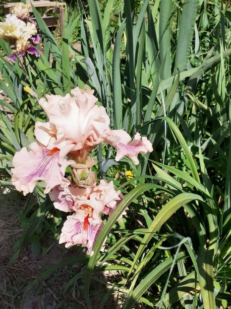  - Mai 2022 volumul 2