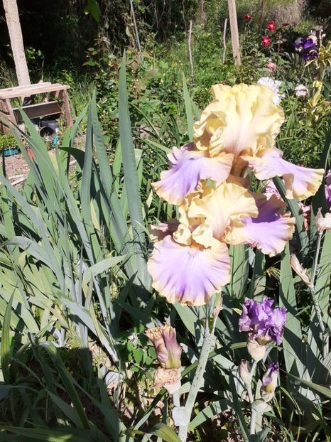  - Mai 2022 volumul 2