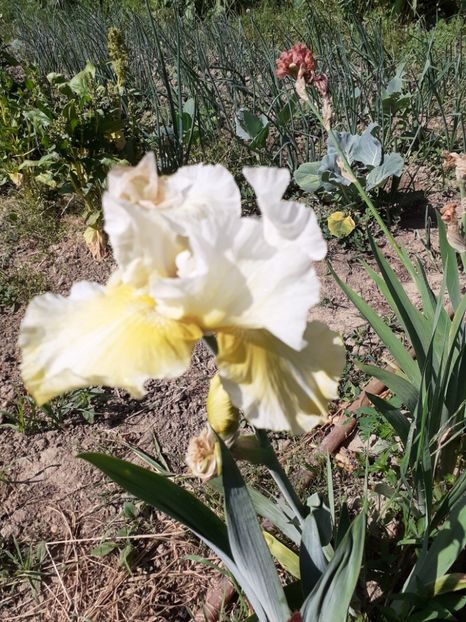  - Mai 2022 volumul 2