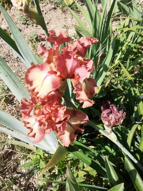  - Mai 2022 volumul 2