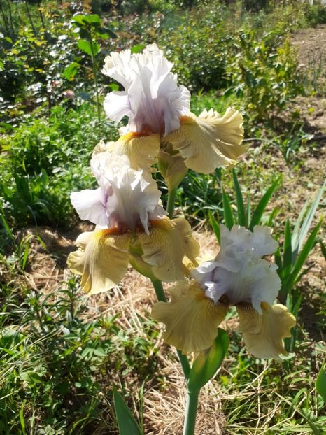  - Mai 2022 volumul 2