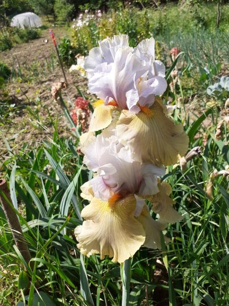  - Mai 2022 volumul 2