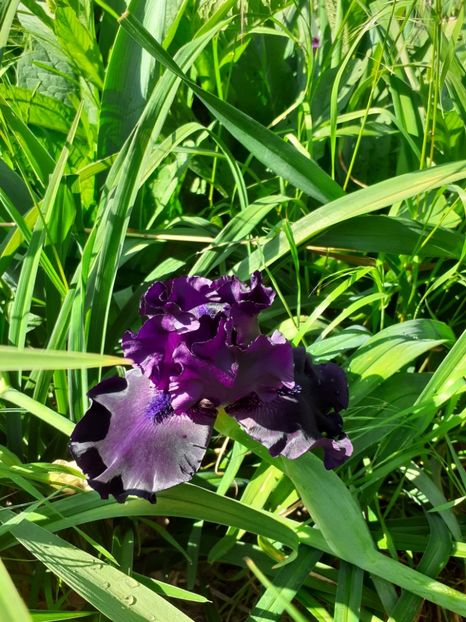  - Mai 2022 volumul 2