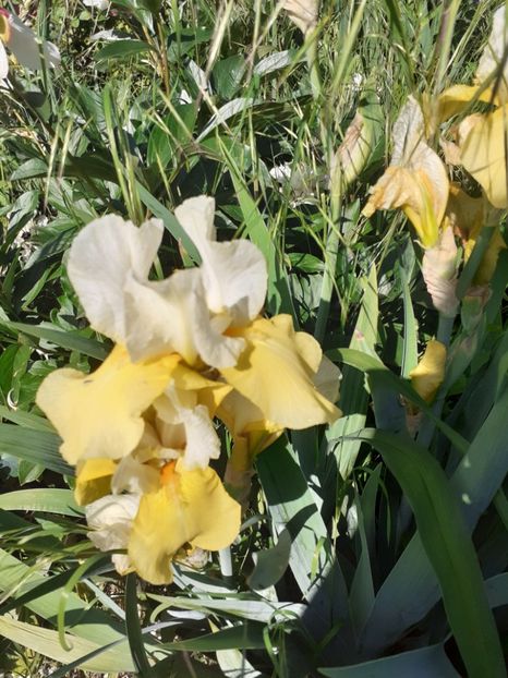  - Mai 2022 volumul 2