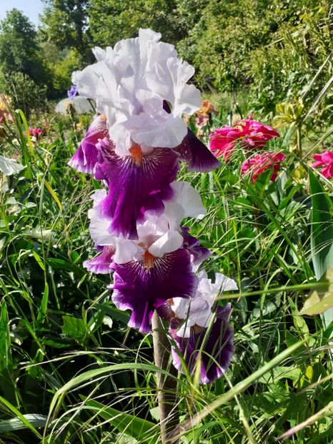  - Mai 2022 volumul 2