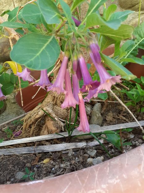  - Mai 2022 volumul 2