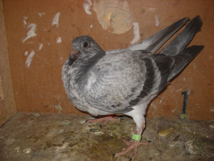  - UNDEVA IN SUCEAVA arhiva