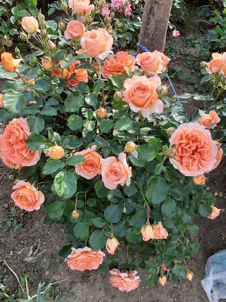  - Orange Meilove floribunda Meilland -2019-2020