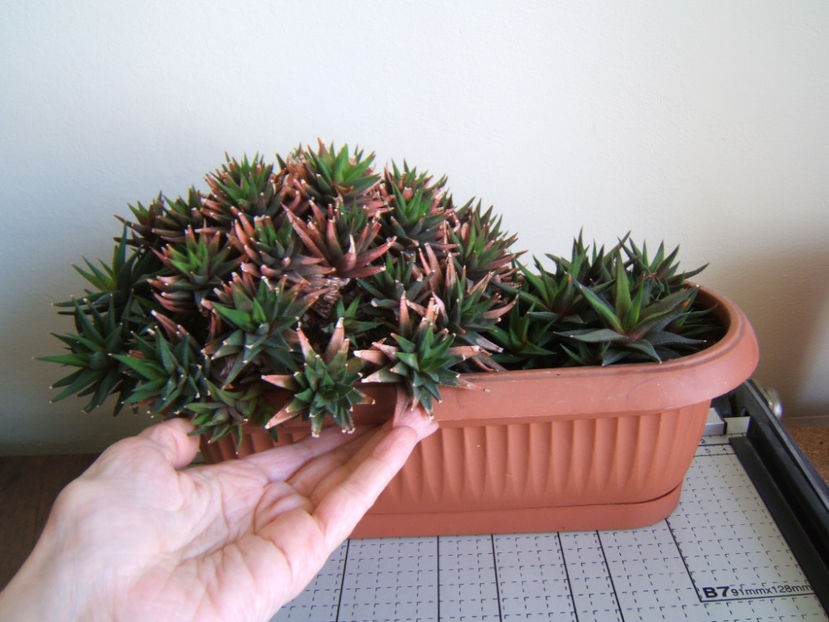 Marime - Haworthia glabrata