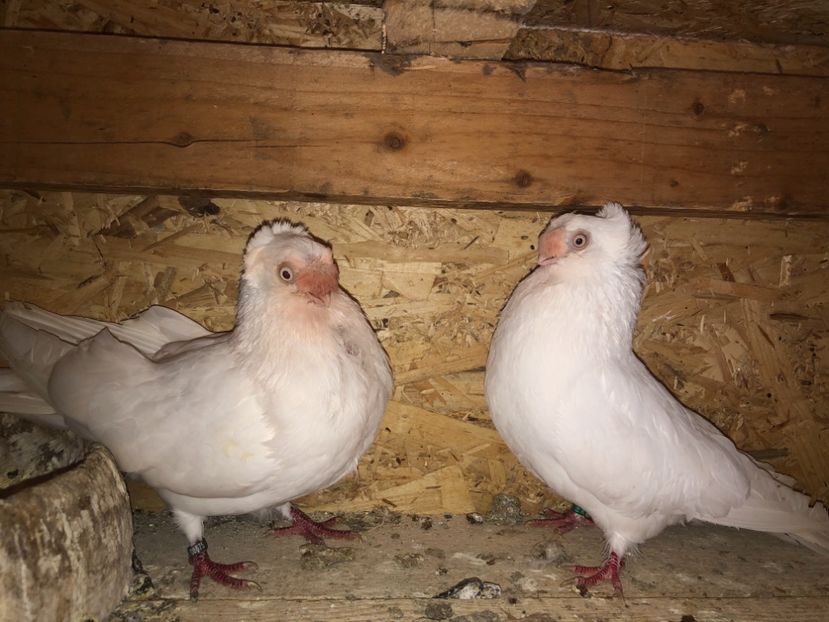  - 000000001 prin volieră