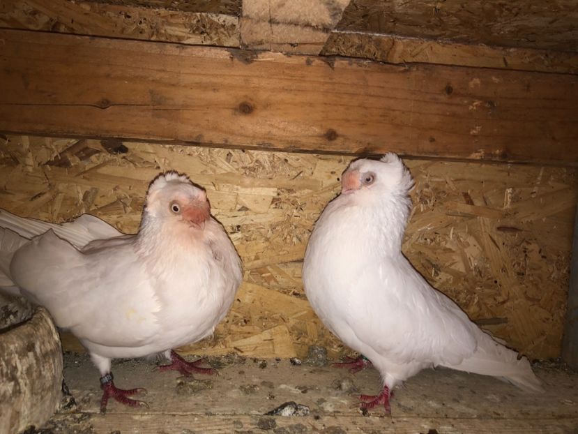  - 000000001 prin volieră