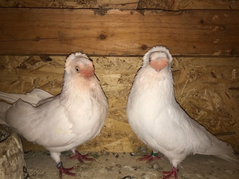  - 000000001 prin volieră